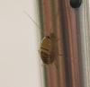 Planuncus vinzi